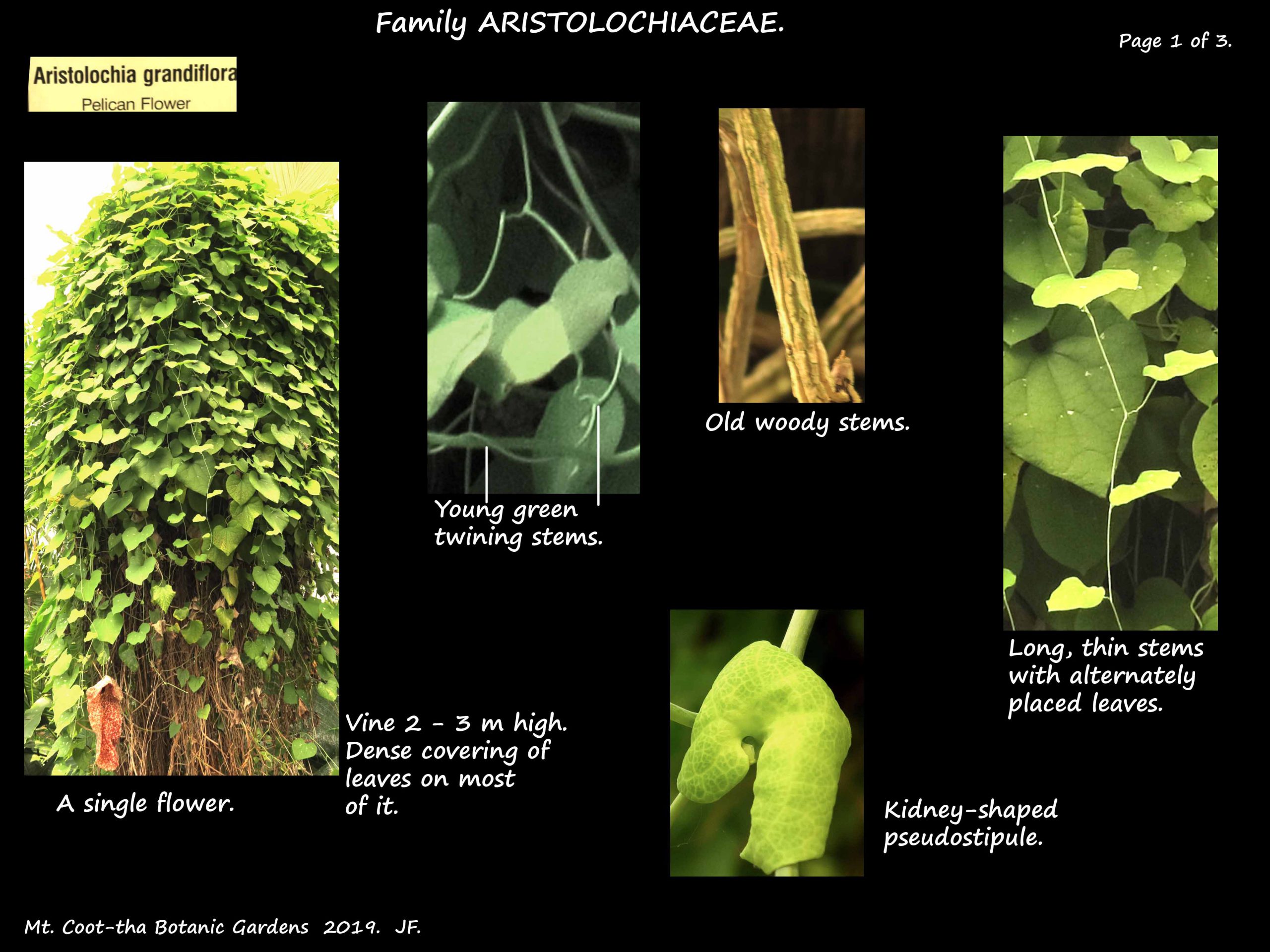 1 Aristolochia grandiflora plant